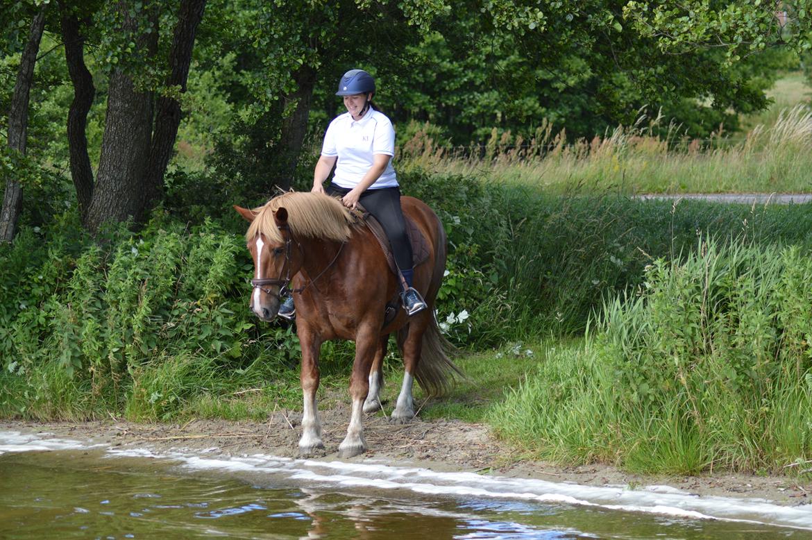 Sydtysk Koldblod Daedalus [Himmelhest] billede 8