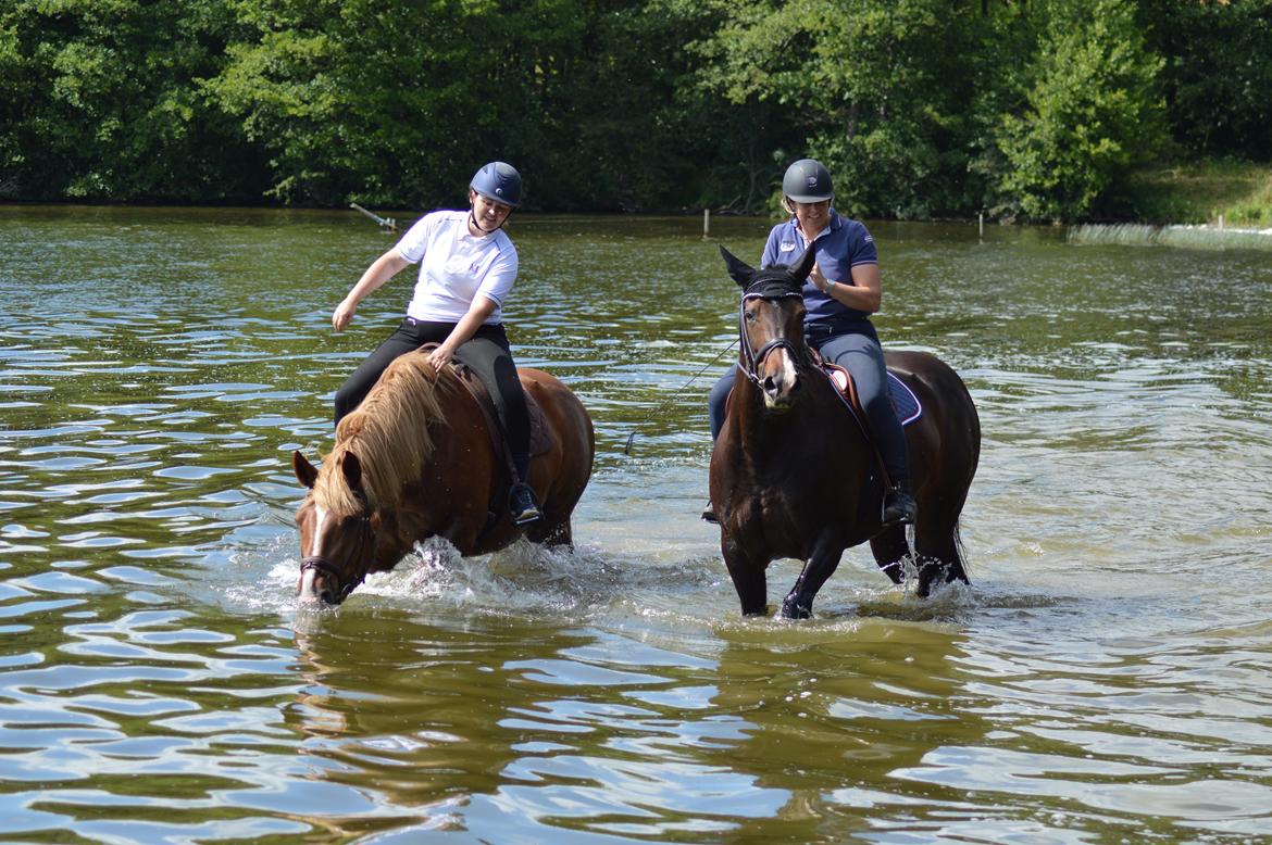 Sydtysk Koldblod Daedalus [Himmelhest] billede 12