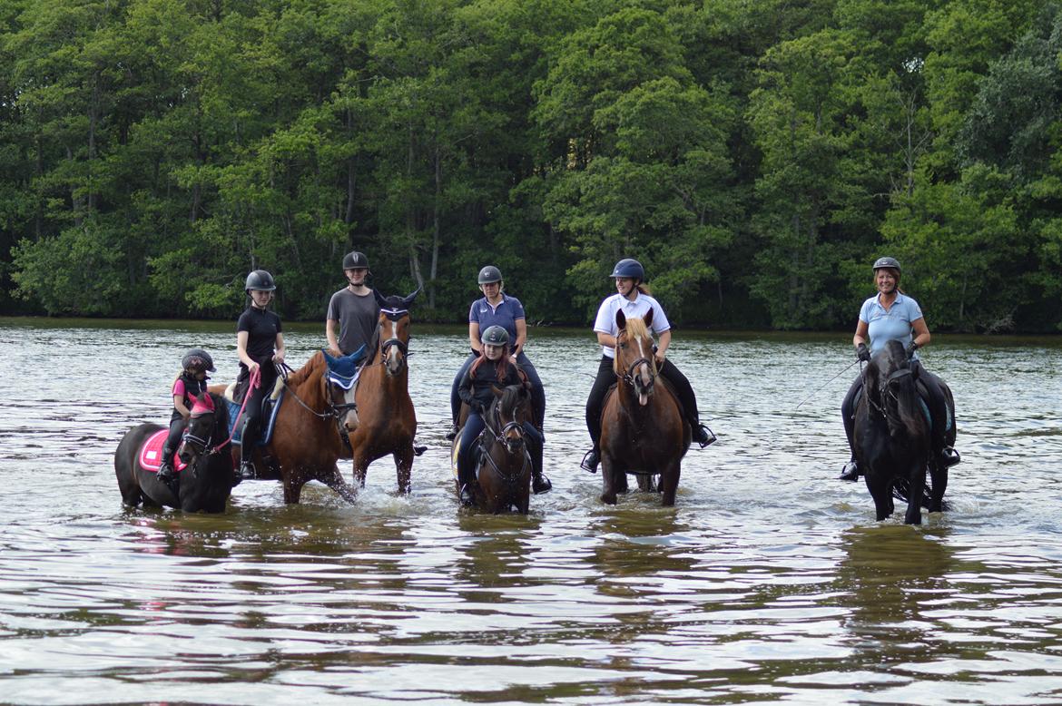 Sydtysk Koldblod Daedalus [Himmelhest] billede 10