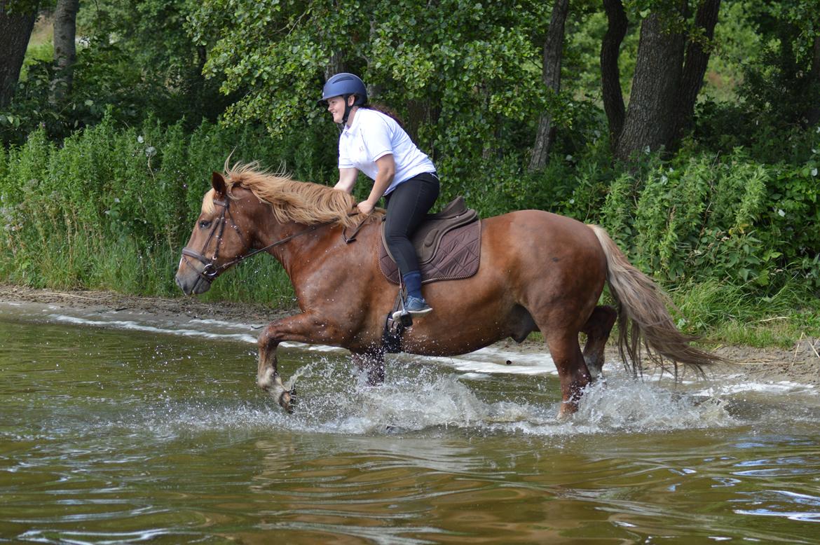 Sydtysk Koldblod Daedalus [Himmelhest] billede 9