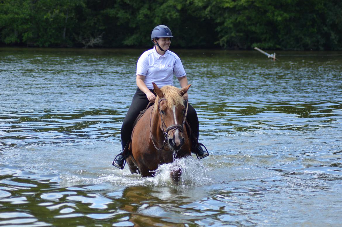 Sydtysk Koldblod Daedalus [Himmelhest] billede 1