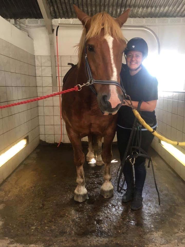 Sydtysk Koldblod Daedalus [Himmelhest] billede 19