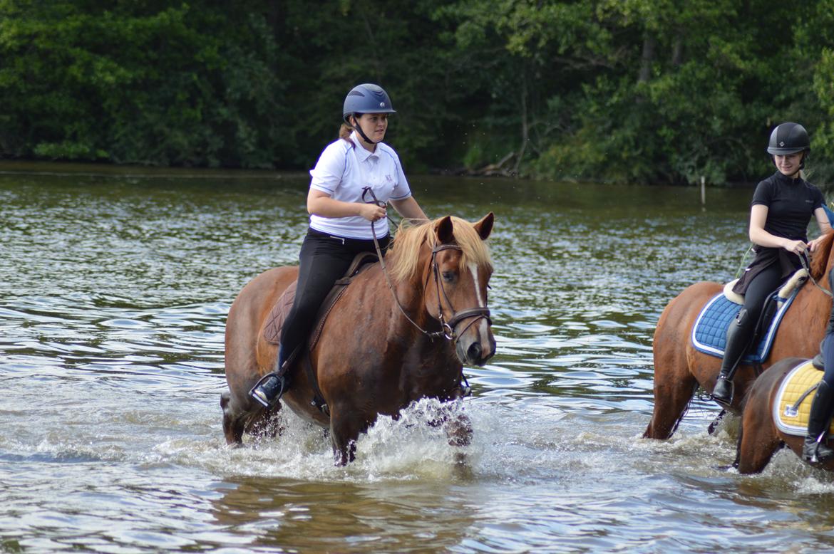 Sydtysk Koldblod Daedalus [Himmelhest] billede 11