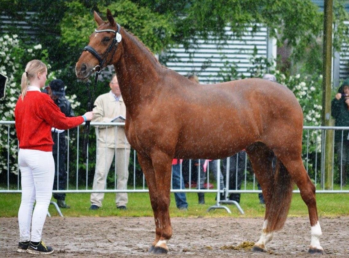 Oldenborg SØNDERGAARD'S APPELEYE - Bedømmelse, Landsskuet 2017, fløj og 23 point billede 16