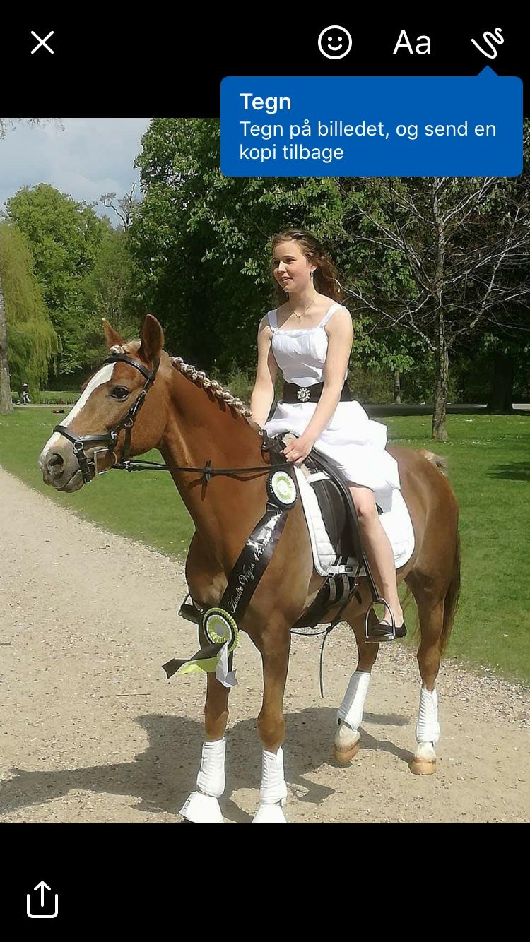 Anden særlig race Salvador - Fra min konfirmation den 14. maj 2017 billede 3