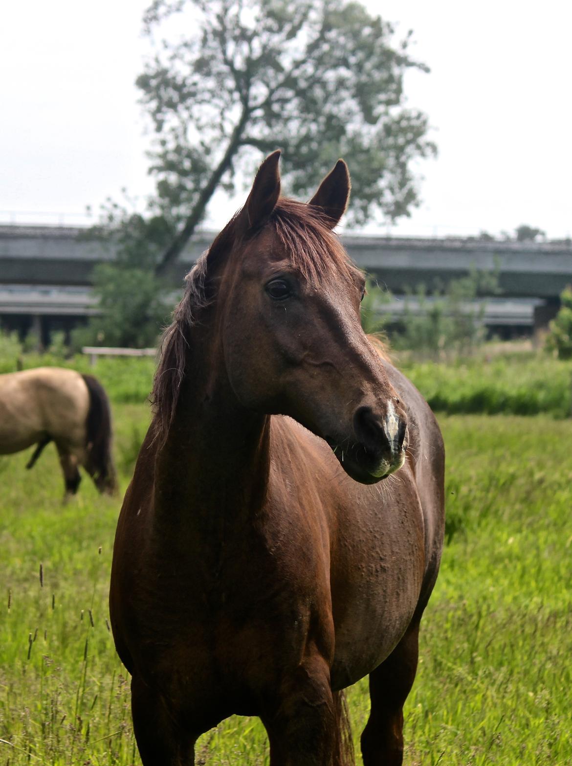 Arabisk fuldblod (OX) Raams ox billede 44