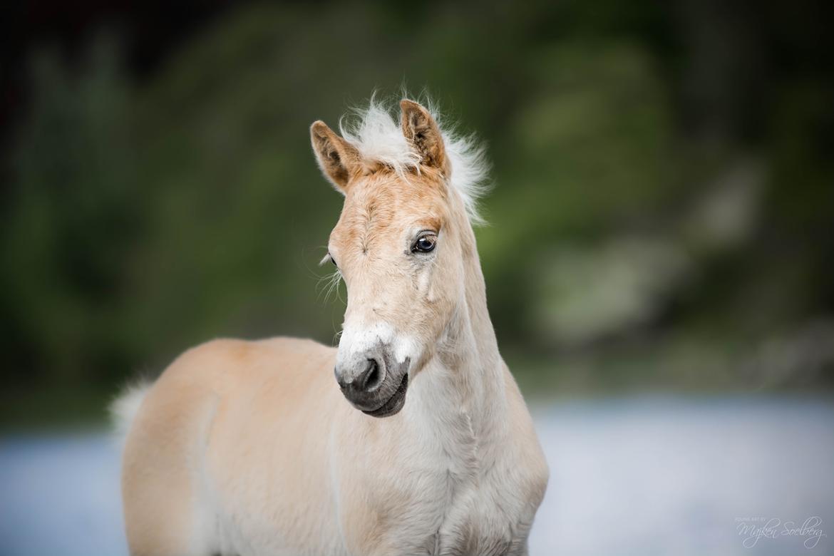 Haflinger Stroller - Majken Soelberg Photography billede 12