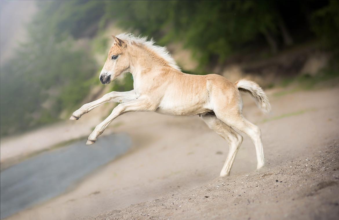 Haflinger Stroller - Majken Soelberg Photography billede 13