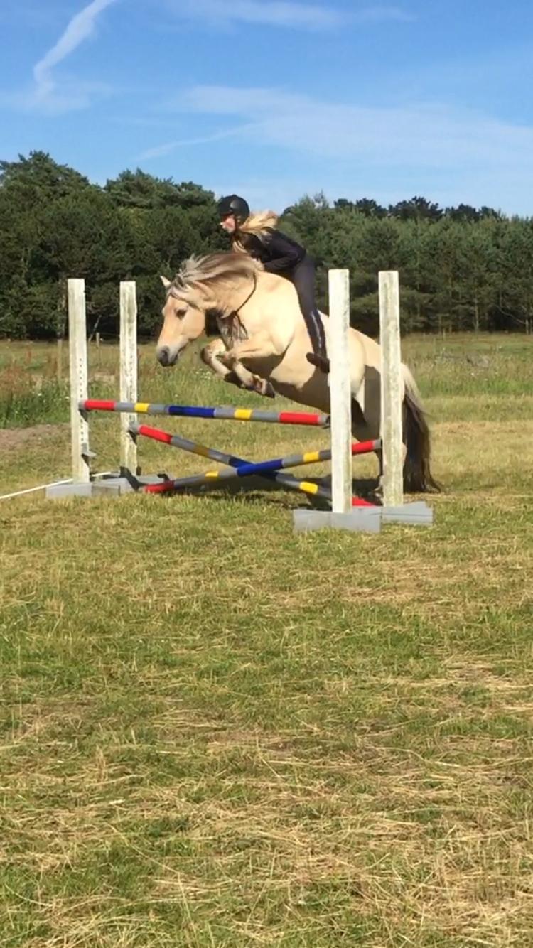 Fjordhest Kastanielystens Spunk billede 4