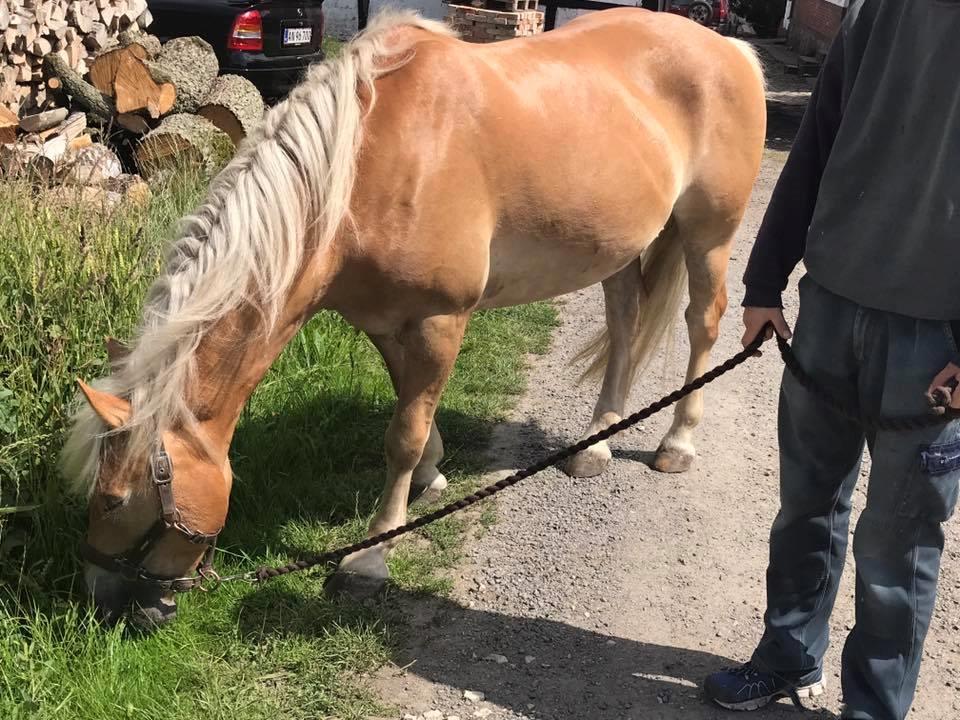 Anden særlig race Phillip (Fibse) billede 2