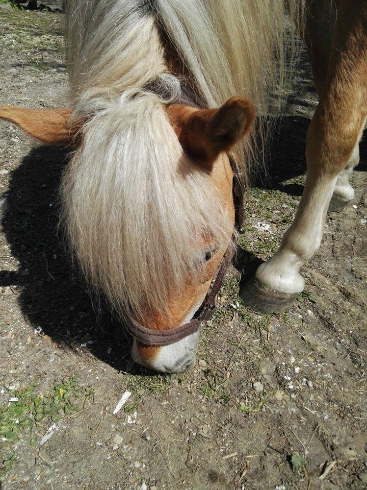 Anden særlig race Phillip (Fibse) billede 7