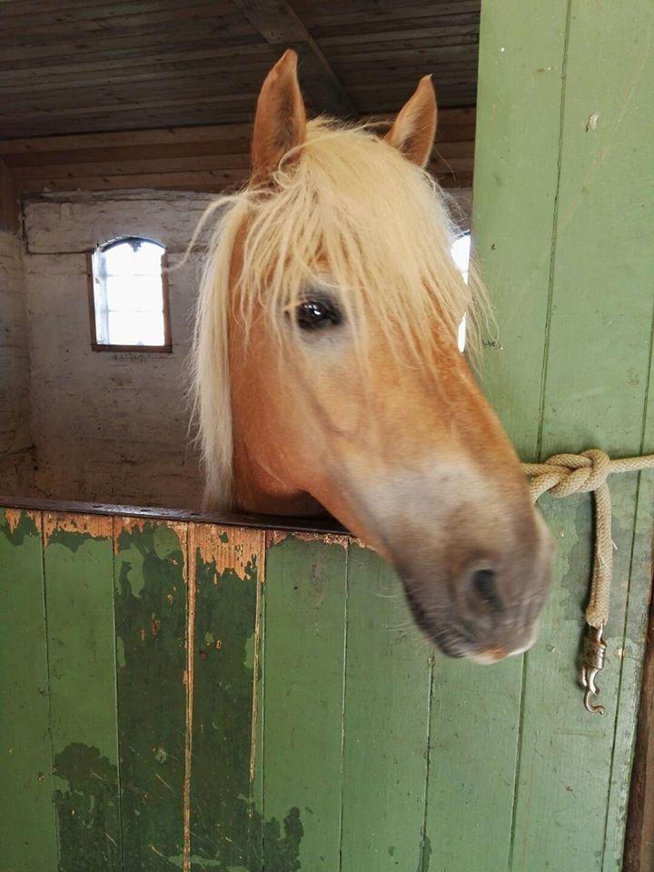 Anden særlig race Phillip (Fibse) billede 8