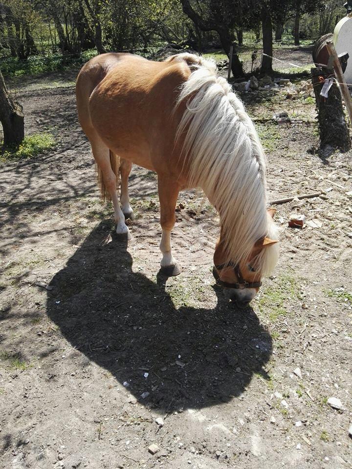 Anden særlig race Phillip (Fibse) billede 9