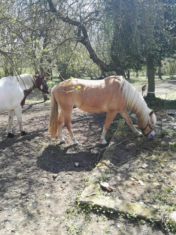 Anden særlig race Phillip (Fibse) billede 10