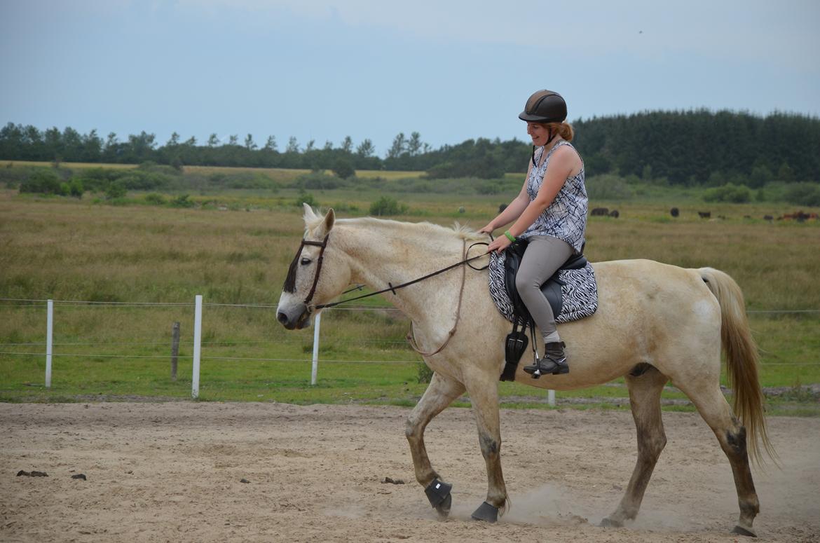 Anden særlig race Clinton  (Præsidenten)  billede 16