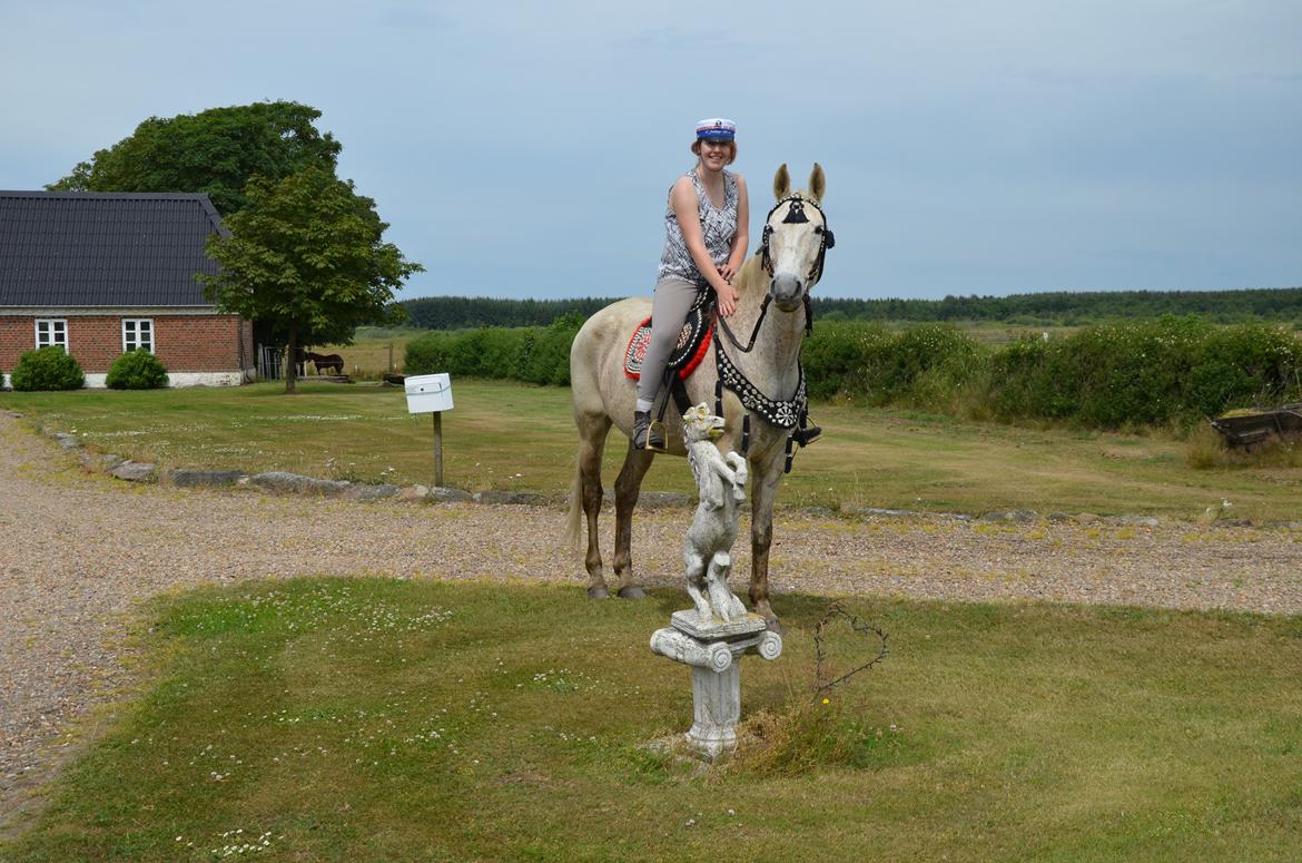 Anden særlig race Clinton  (Præsidenten)  billede 2