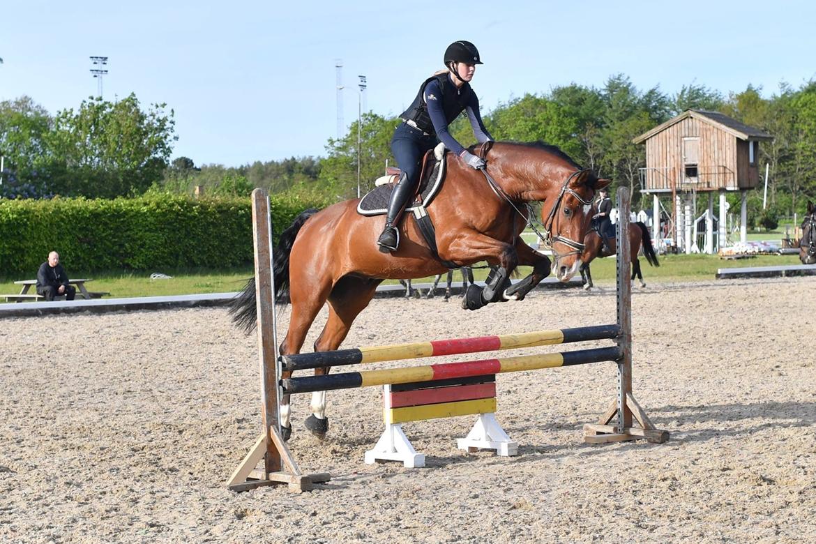 Dansk Varmblod Lotus royal - 2017 billede 3