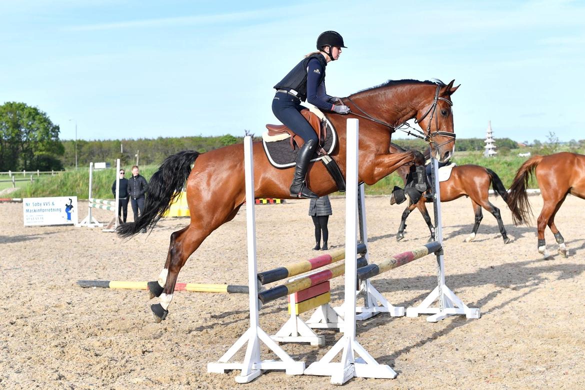 Dansk Varmblod Lotus royal - 2017 billede 2