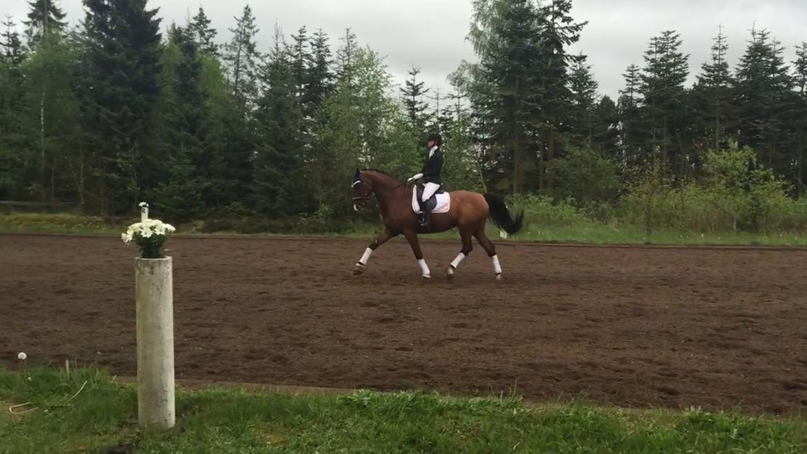 Dansk Varmblod Lotus royal - 2017 billede 4