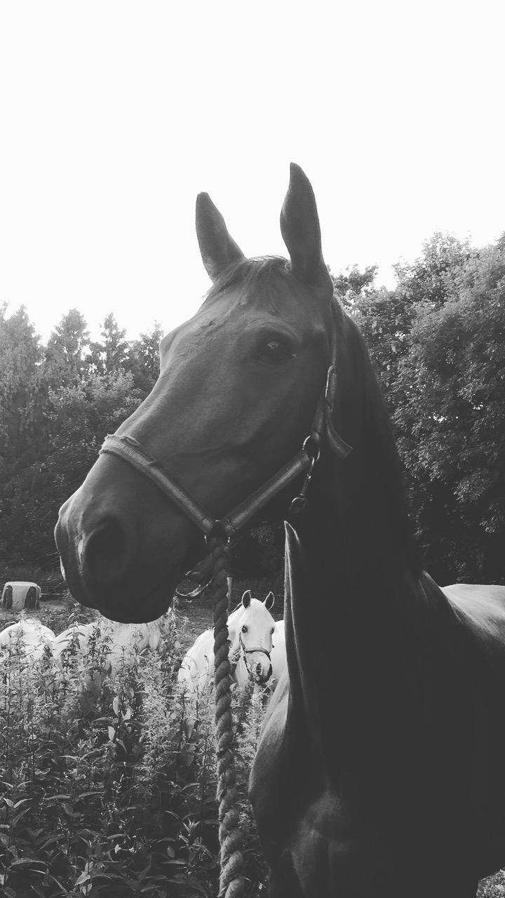 Dansk Varmblod Lundens don pedro billede 2