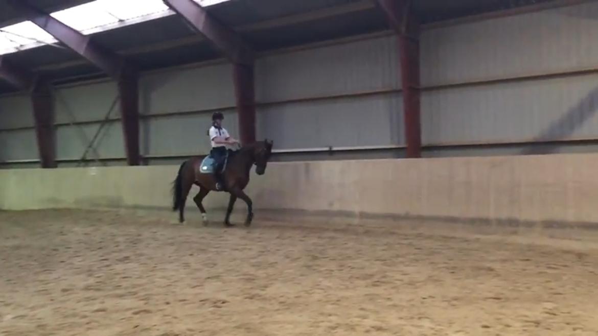 Dansk Varmblod Lundens don pedro billede 3