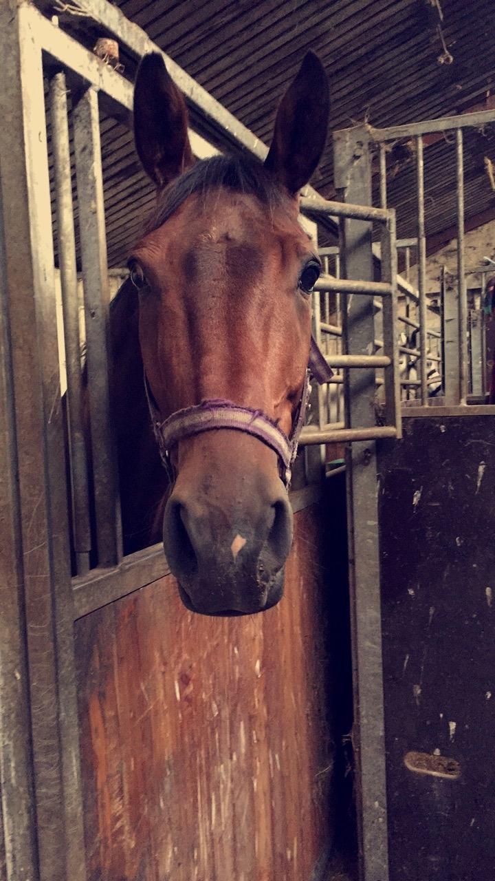 Dansk Varmblod Lundens don pedro billede 4