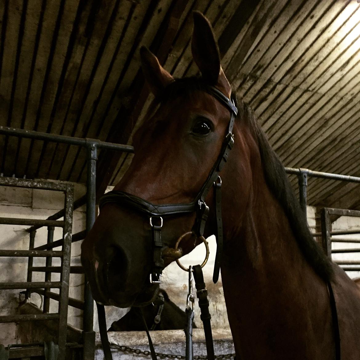 Dansk Varmblod Lundens don pedro billede 5