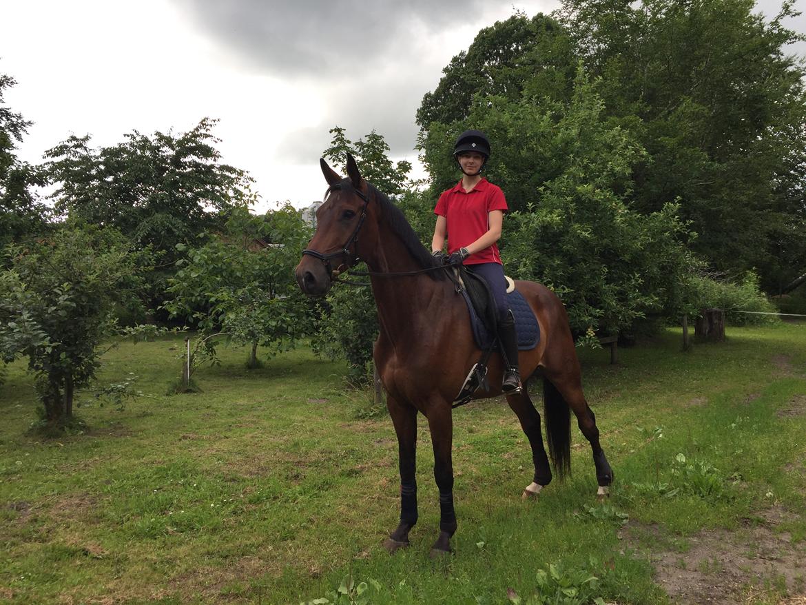 Dansk Varmblod Lundens don pedro billede 6