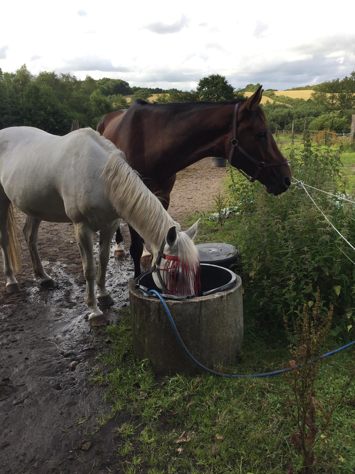 Dansk Varmblod Lundens don pedro billede 7