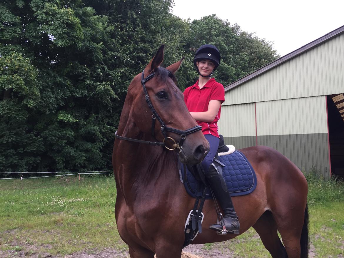 Dansk Varmblod Lundens don pedro billede 9