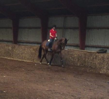 Dansk Varmblod Lundens don pedro billede 8