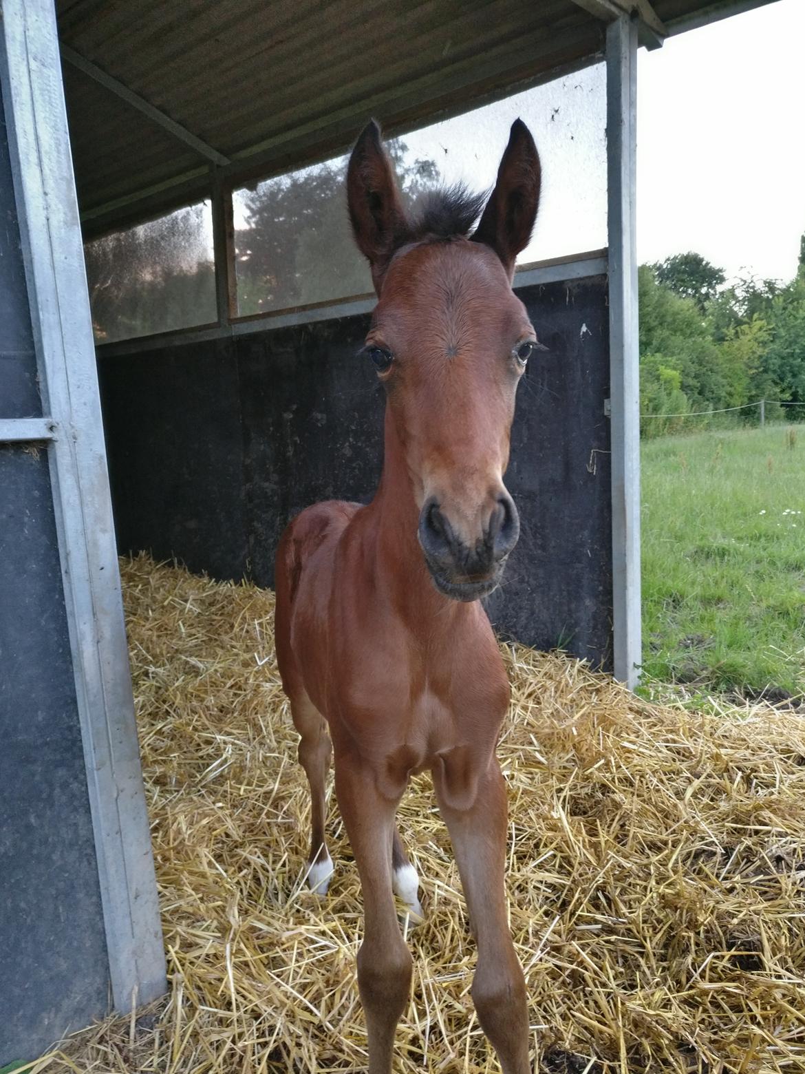 Paso-Peruanos Kinggardens Florita R.I.P. billede 8
