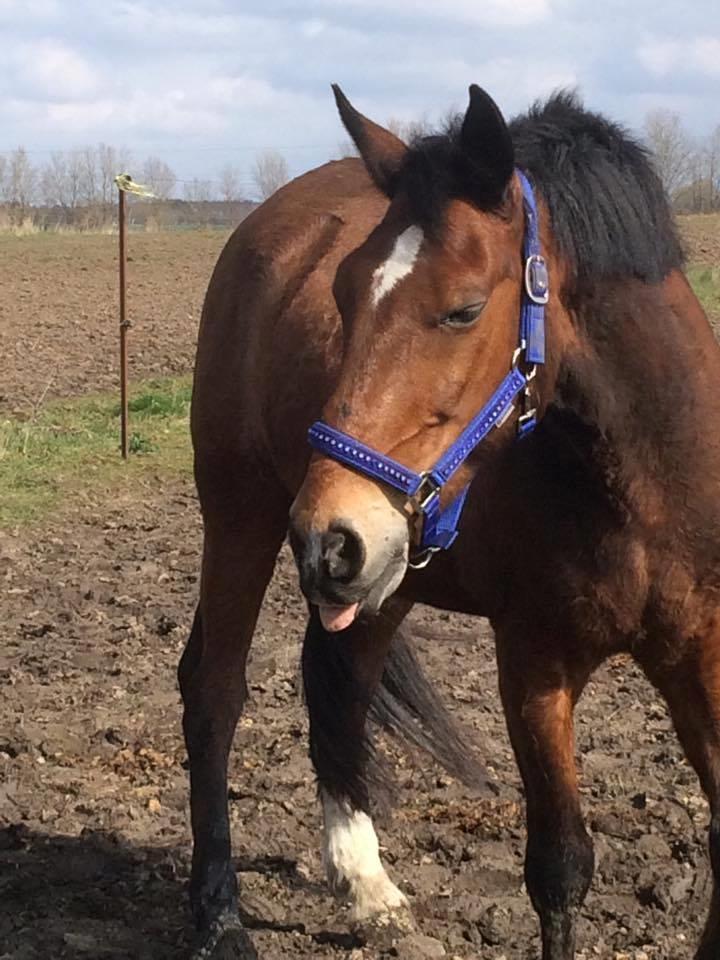 Anden særlig race Kenzo billede 4