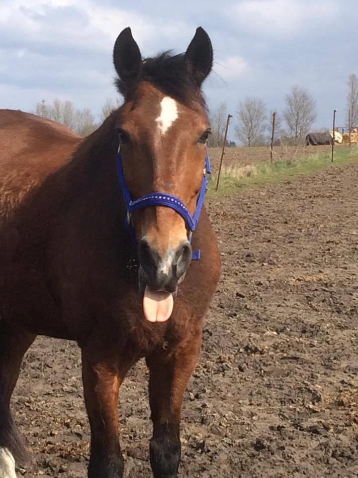 Anden særlig race Kenzo billede 13