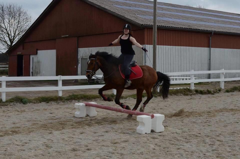 Anden særlig race Kenzo billede 9