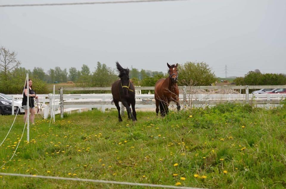 Anden særlig race Kenzo billede 11