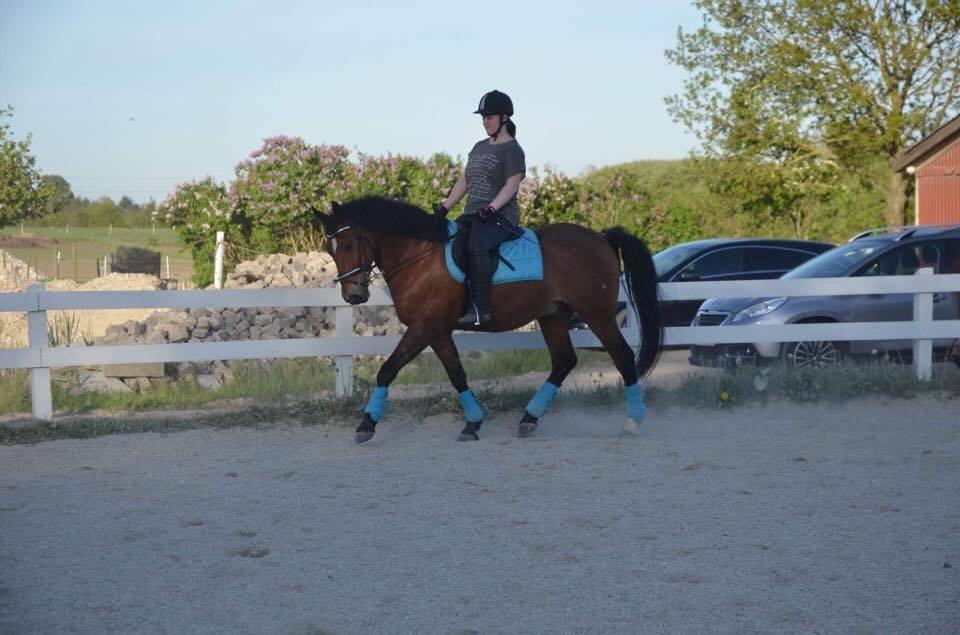 Anden særlig race Kenzo billede 15