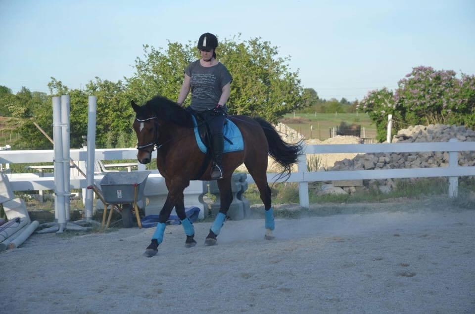 Anden særlig race Kenzo billede 7