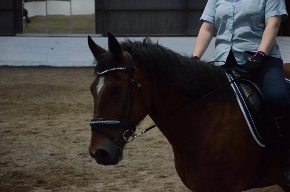 Anden særlig race Kenzo billede 19