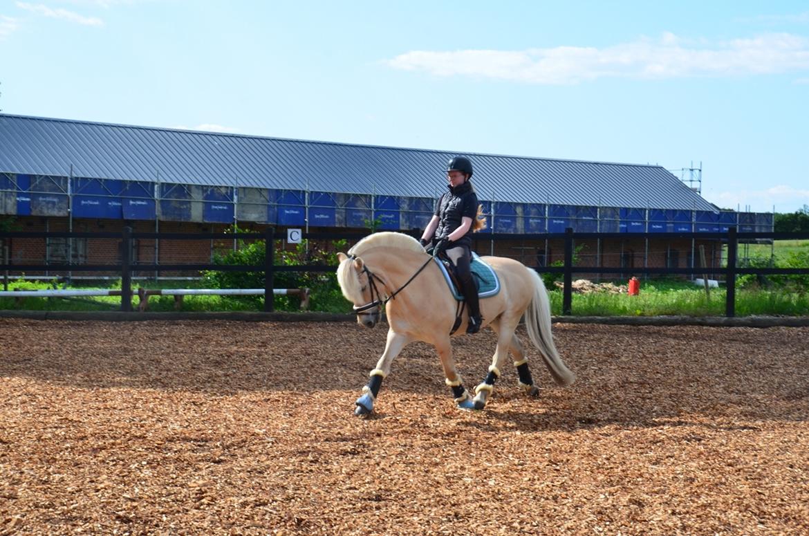 Fjordhest Stald Kiels Natur billede 13