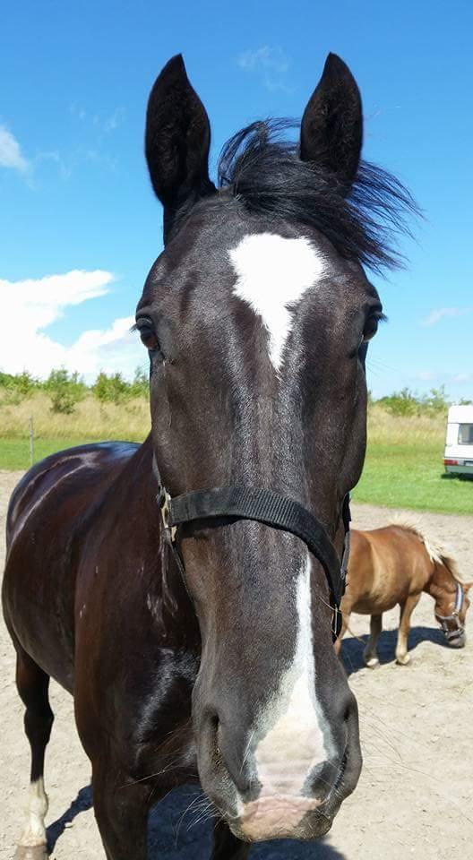 Oldenborg Bahiea's Sako billede 1