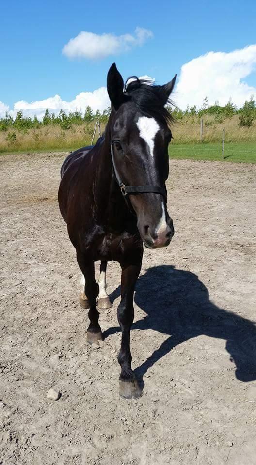 Oldenborg Bahiea's Sako billede 2