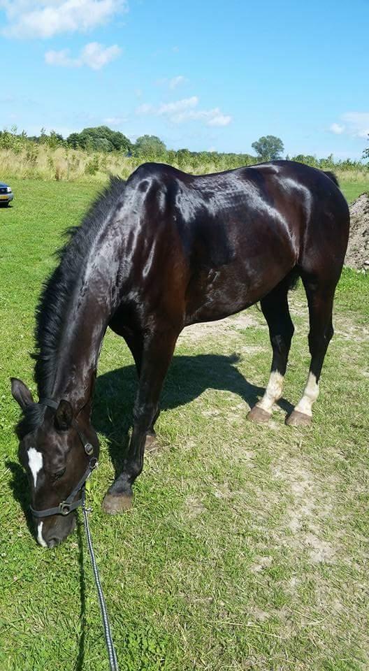 Oldenborg Bahiea's Sako billede 3