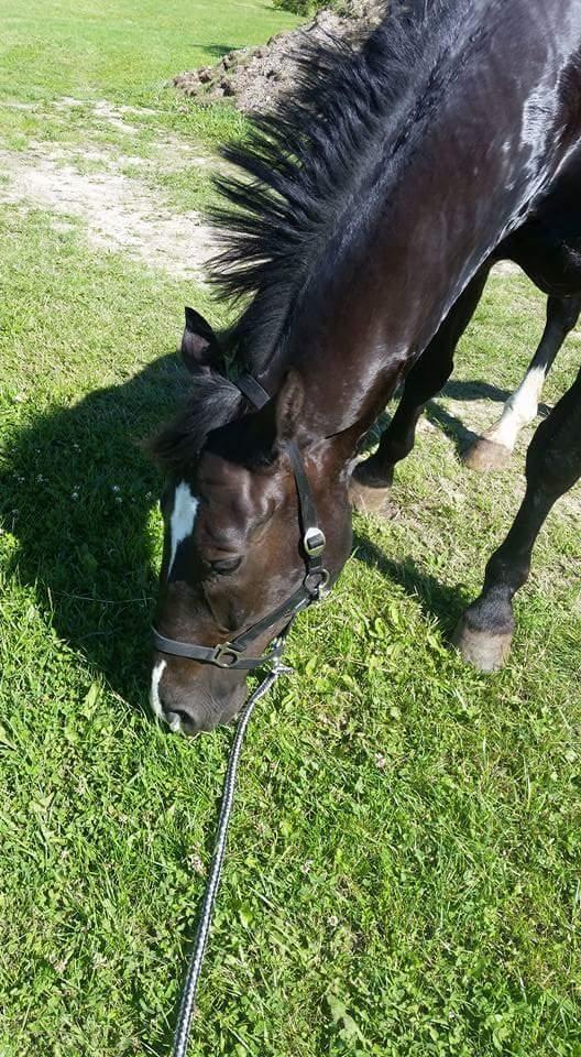 Oldenborg Bahiea's Sako billede 5