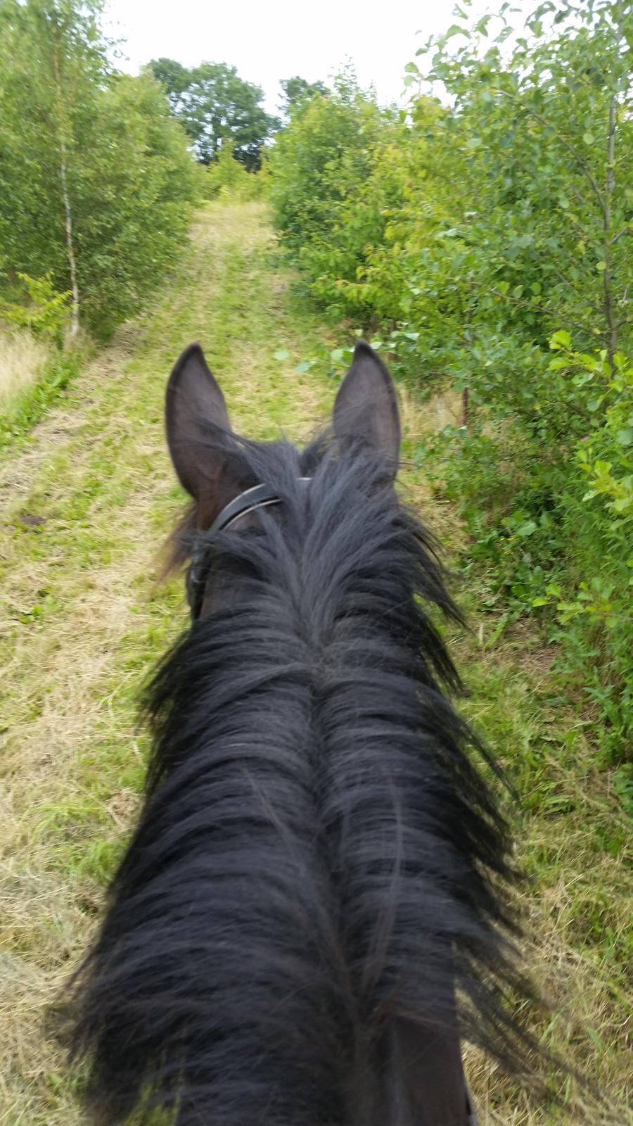 Oldenborg Bahiea's Sako billede 6