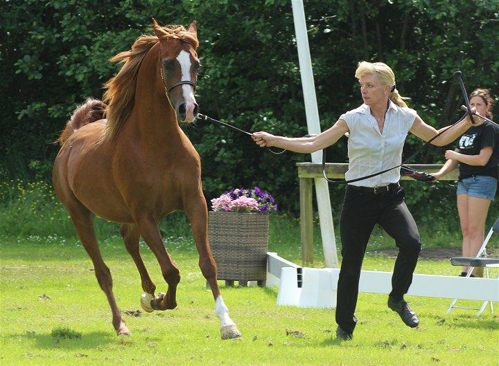 Arabisk fuldblod (OX) Marco APN - 2014-2017* billede 7