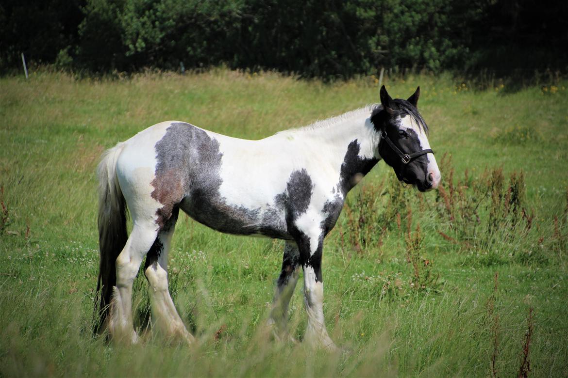 Irish Cob Phoibe - sommer 2017 billede 10