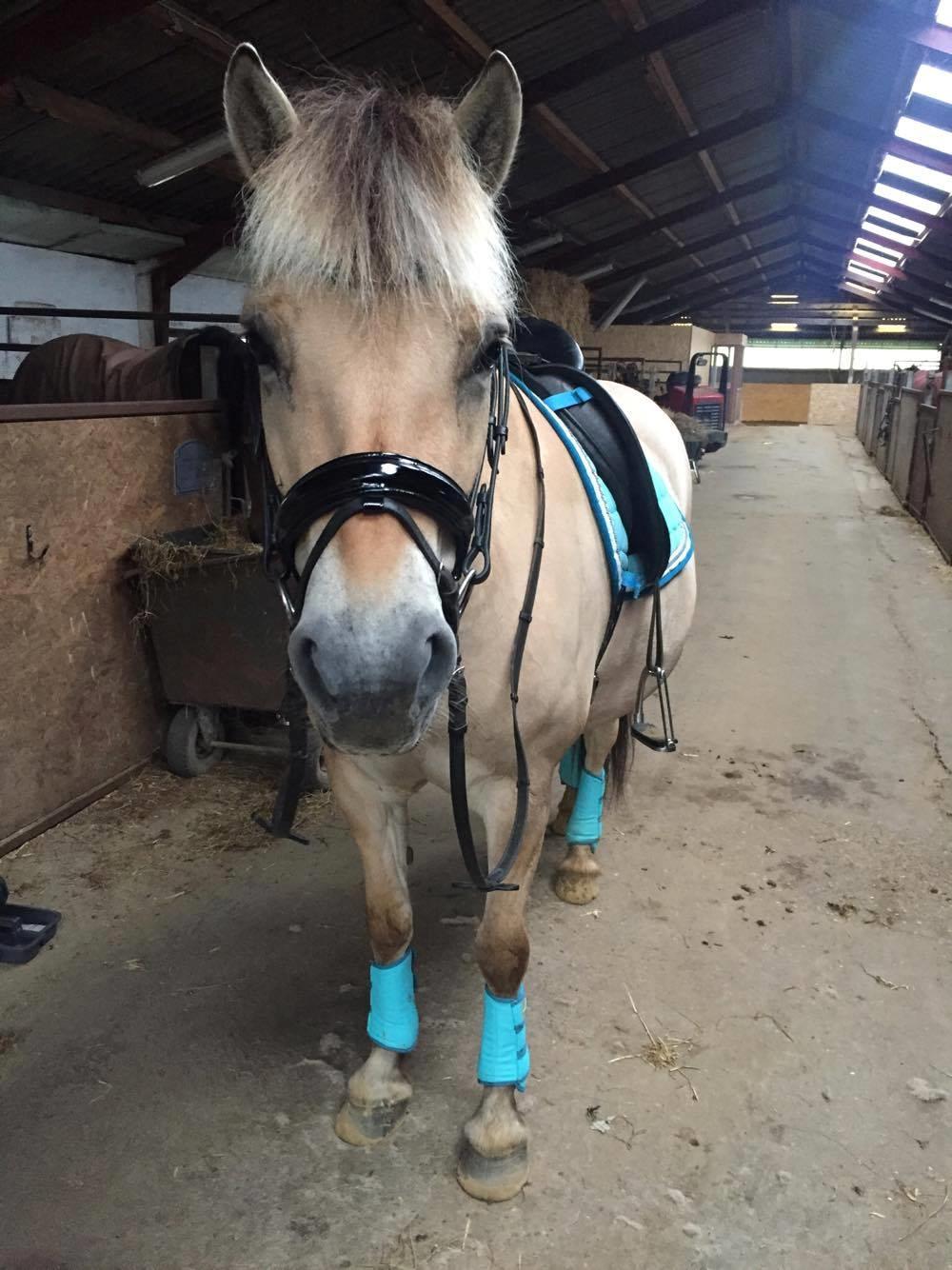 Fjordhest Åmosegaard's darling billede 5