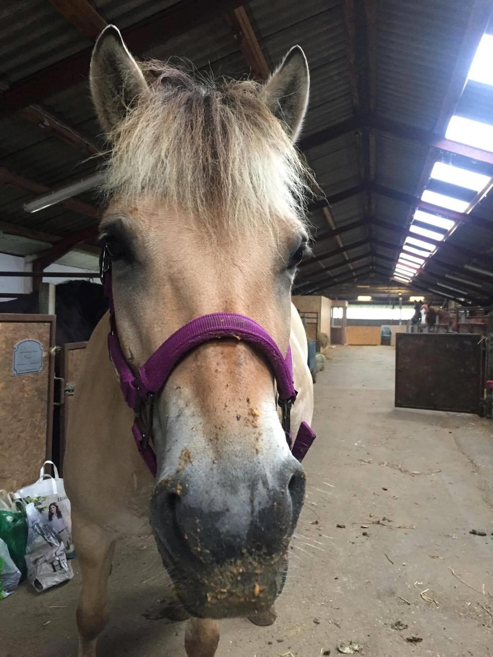 Fjordhest Åmosegaard's darling billede 6