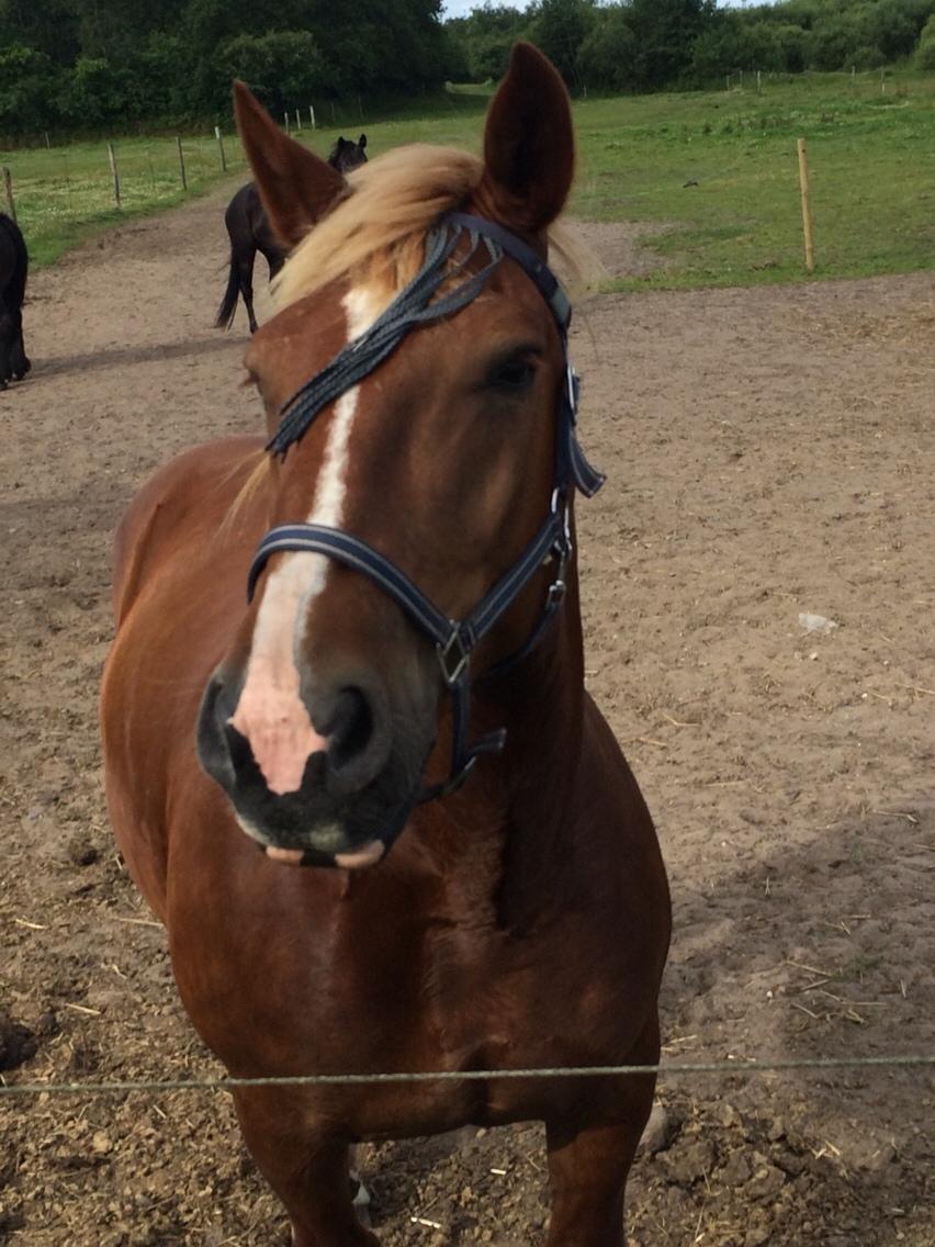 Sydtysk Koldblod Daedalus [Himmelhest] billede 21